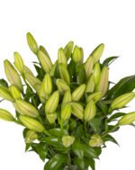 ⁦Lilies⁩ - الصورة ⁦3⁩